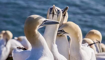 开云官方网站-全英公开赛混双1/8决赛 冯彦哲/黄东萍1-2无缘八强