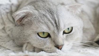 kaiyun-中国乒协公示教练员竞聘结果